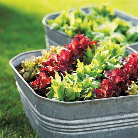 All Stuff Simple Salad Garden Containers