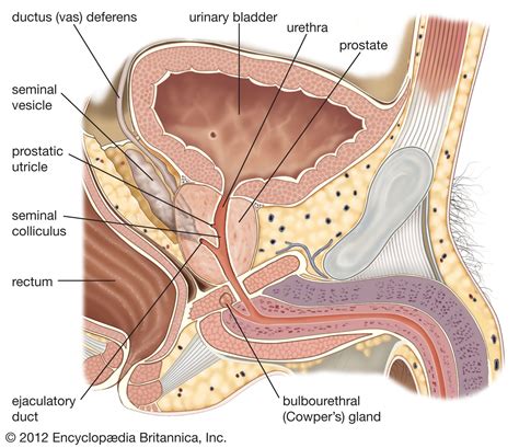 Prostatic Utricle Anatomy Britannica