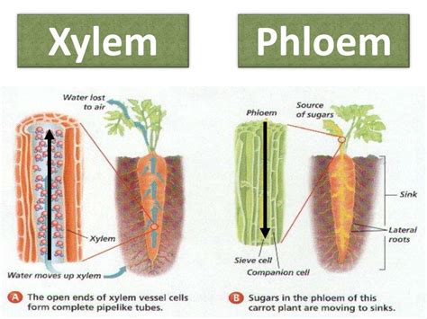 Xylem Plant Cell Diagram Plant Structure Check Spelling Or Type A