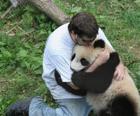 Hug A Panda Panda Hug Panda Animals Beautiful