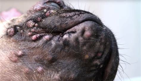 Dog Pimples An Expert Guide To Acne In Dogs Vet Approved