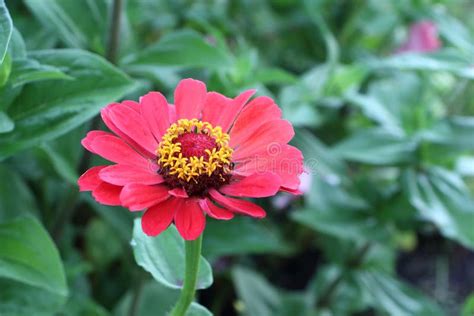 Red Zinnia Flower In The Garden Stock Image Image Of Blossom Aster