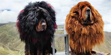 Tibetan Mastiff Dog Breed Origin Characteristics Facts And Caring