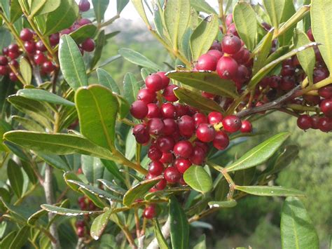 La macchia mediterranea è tipica delle coste bagnate dal mare mediterraneo caratterizzate da estati calde e secche e da inverni tiepidi e piovosi. Il Blog di Sam: Le bacche rosse dell'autunno