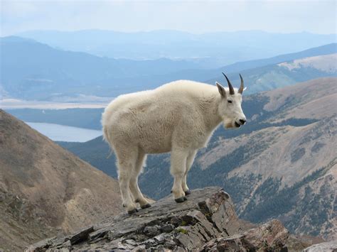 Filemountain Goat Mount Massive Wikipedia
