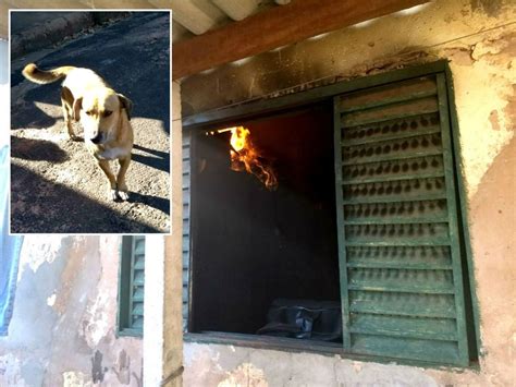 Cachorro Avisa Vizinhos Sobre Inc Ndio E Salva Idosa Que Estava