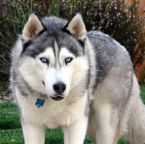The siberian husky chow chow mix has a loving, affectionate nature, sharing a deep bond of love and affection with the members of its family, also remaining calm till the time they in fact, some chusky puppies may not have their middle teeth right after birth, thus requiring to be put on a special diet. 15 Wolves Mixed With Husky - The Paws