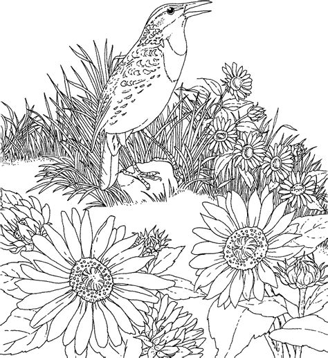 Select from 32084 printable crafts of cartoons, nature, animals, bible and many more. Free Printable Sunflower Coloring Pages For Kids