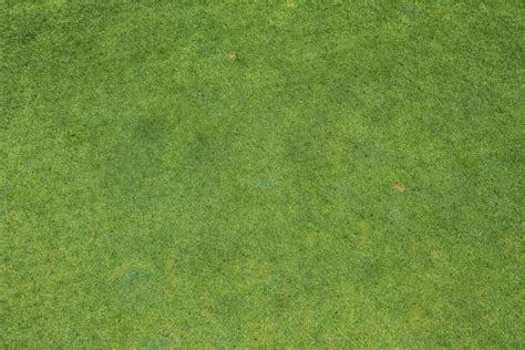 35600 Grass Lawn Top View Stock Photos Pictures And Royalty Free