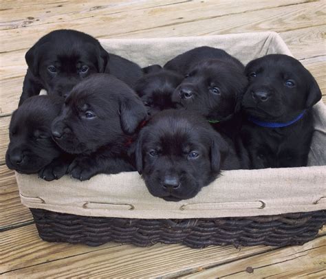 2 Week Old Black Lab Puppies Labradorcute Puppies Lab Puppies