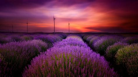 Sunset Sky Clouds Lavender Purple Flowers Landscape Photography