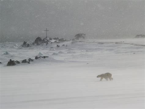 Polar Bear King Of The Arctic Stock Photo Image Of Wild Winter