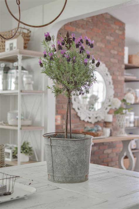 How to clip your topiary bush to shape. Crushing On Lavender Topiaries - Fox Hollow Cottage