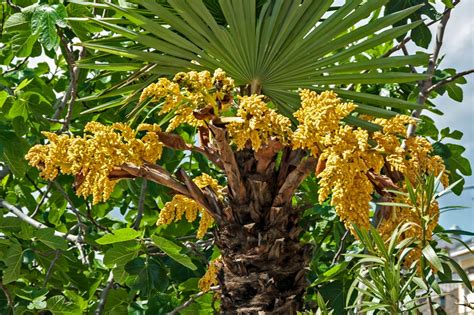 Maybe you would like to learn more about one of these? Blühende Palme