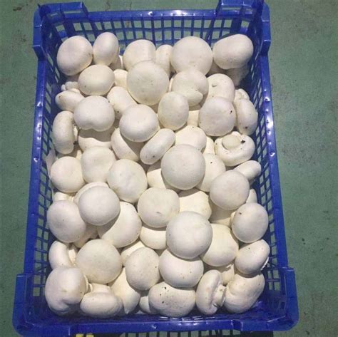 Certified Quality Button Mushroom Spawn White Frozen Agaricus Bisporus