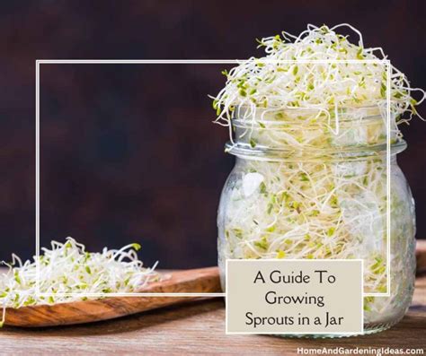 A Guide To Growing Sprouts In A Jar Home And Gardening Ideas