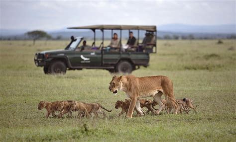 Lion Safaris Packages And Itineraries Discover Africa
