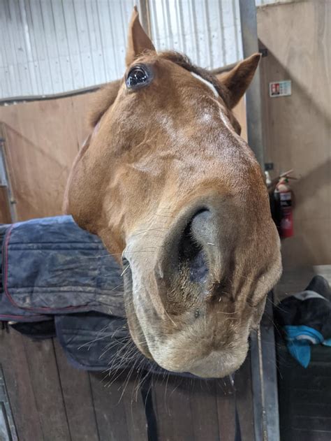 My Horse Sucking His Tongue Like A Right Weirdo Rhorses
