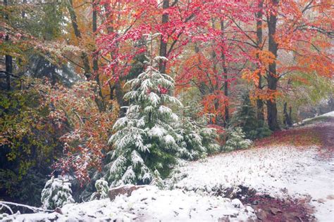 First Snow In The Autumn Stock Photo Image Of Fall Nature 66224714
