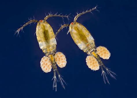5 Facts About Copepods And Their Habitat Our Beautiful Planet
