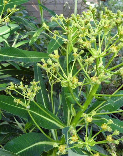 Photo 47317 Euphorbia Stygiana Plant Lust