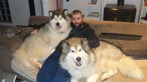The alaskan malamute (/ˈmæləˌmjuːt/) is a large breed of dog that was originally bred for their strength and endurance to haul heavy freight as a sled dog and hound. They are giant Alaskan Malamutes if you are wondering ...