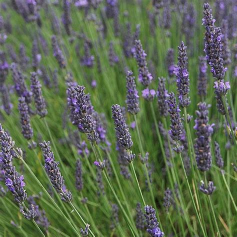 Lavender Herb Plug Plants Rocket Gardens
