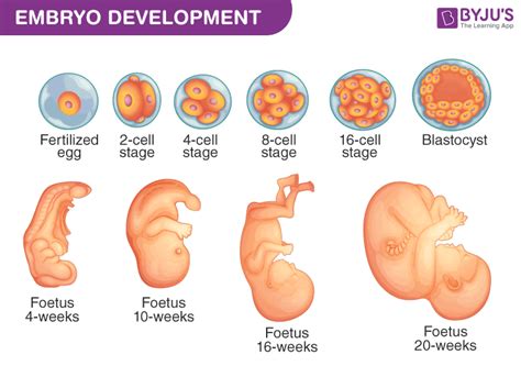 Embryo Development A Development Process Of Fetus Week By Week