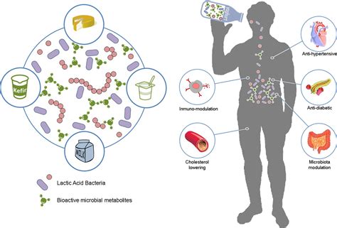 Frontiers Lactic Acid Bacteria And Bifidobacteria With Potential To