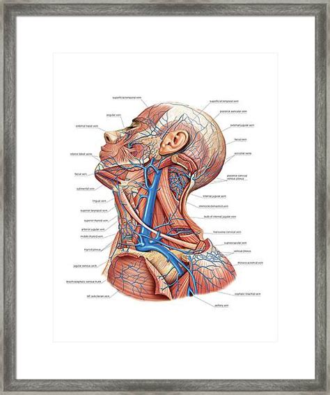 Venous System Of The Head And Neck Photograph By Asklepios Medical Atlas