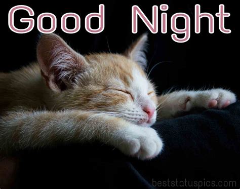 51 Beautiful Good Night Hd Images With Cat Kitty Kitten Best