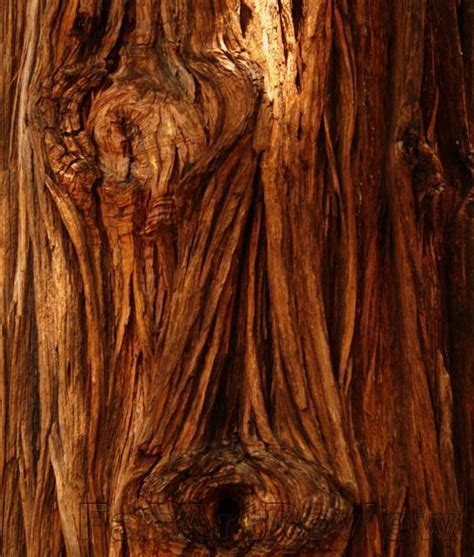 Beauty Of Tree Bark By Anita B