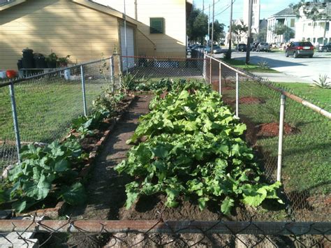 Galveston Gardening Urban Vegetable Gardening