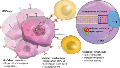 Immunotherapy Combination Approved For Colorectal Cancer National