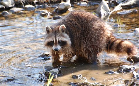 Man Sneezes While Hunting Raccoon Accidentally Shoots Himself