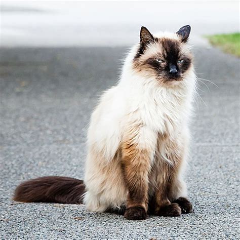 Hypoallergenic Cats 11 Adorable Breeds That Wont Make You Sneeze Slice