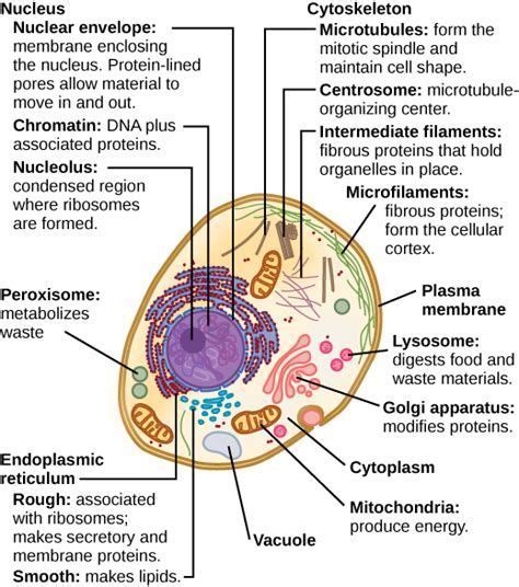 Animal cell nomenclature book illustrates and describes 19 parts of an animal cell: Image result for Organelle with Its Function | Eukaryotic ...