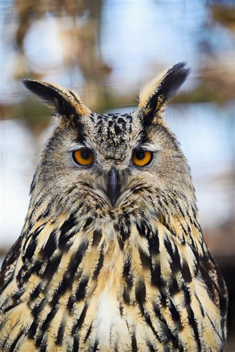 Owl Portrait Stock Photo Image Of Face Wild Nature 156063102