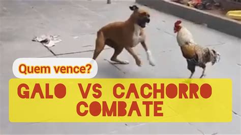 Luta De Galo Vs Cachorro Quem Vence Esse Combate Rooster Vs Dog