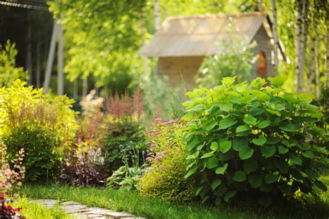 There are many shaded areas in the back yard to grow hosta, ferns, pulmonaria, solomon's seal, and other shade loving plants. Mixed Garden Border With Blooming Spirea Japonica Yellow ...