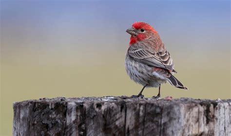 Red House Finch Photograph By Cheryl Broumley Pixels