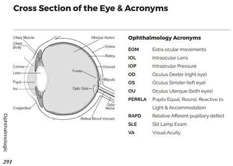 Ocular Cross Section Anatomy And Ophthalmology Acronyms Eom Grepmed