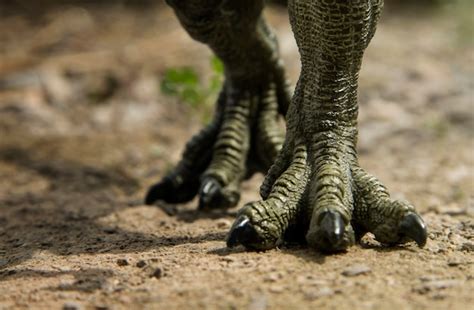 Premium Photo Dinosaur Feet Walking Of Tyrannosaurus T Rex On The Ground