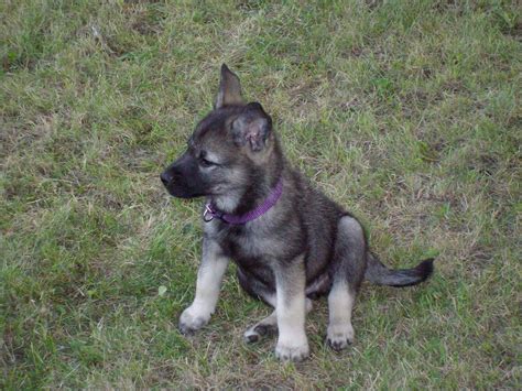 Norwegian Elkhound Dog Breed Information Puppies And Pictures