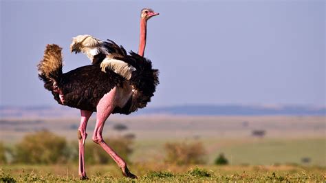 How Tall Is An Ostrich Birdbrainranch
