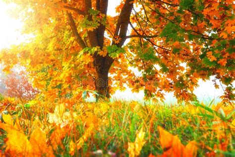 Autumn Nature Landscape Colorful Tree Yellow Leaves Golden Colored