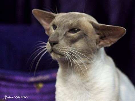 But there's a lot more to these kitties than their good looks. Supreme Cat Show Siamese and Oriental Pictures 2017