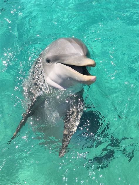 Untitled In 2020 Dolphins Animal Animals Beautiful Cute Baby Animals