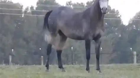 The Owner Couldnt Believe Their Eyes When They Saw Whom Her Horse Gave