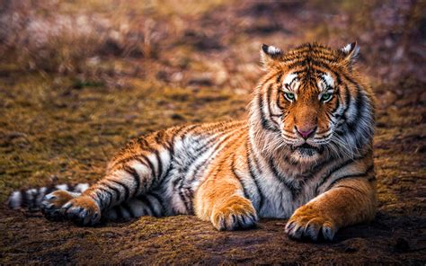 Download Wallpapers Tiger Bokeh Predators Blurred Background